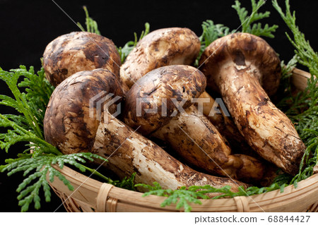 Matsutake 68844427