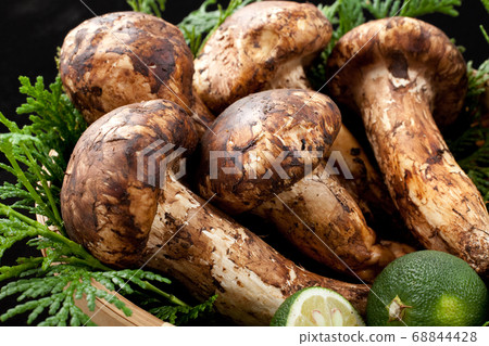 Matsutake 68844428