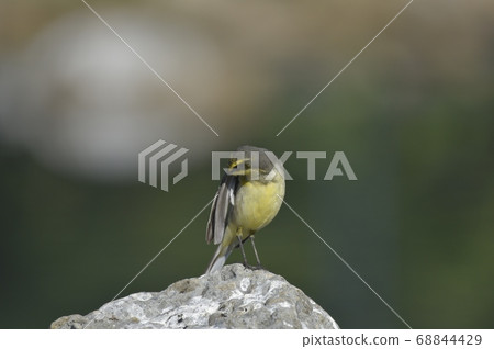 一隻鳥在一隻鳥的禁閉。 一隻鳥在一隻鳥的禁閉。 68844429