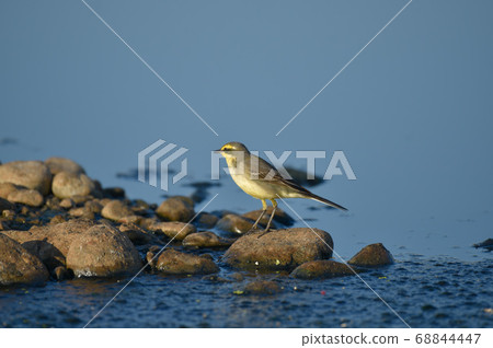 一艘小船，一隻可愛的小鳥，有川河。 68844447