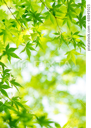 刷新楓木的新鮮綠色生態形象 68845025