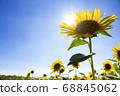 太陽和向日葵 68845062