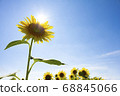 太陽和向日葵 68845066