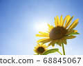 太陽和向日葵 68845067