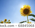 太陽和向日葵 68845068