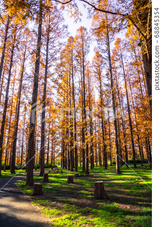 Mizumoto Park Autumn leaves of Metasequoia 68845354