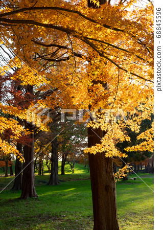 Autumn Misato Park Autumn Misato Park 68845596