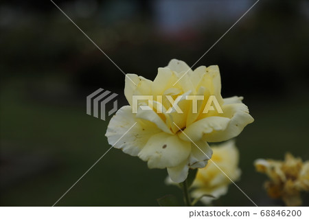 Arao City Ooyamai citizen flower bed Roses flower Arao City Ooyamai citizen flower bed Roses flower 68846200