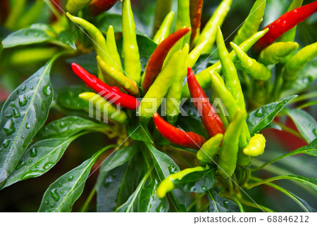 在新宿特產內藤十嵐公寓的陽台上耕種 68846212