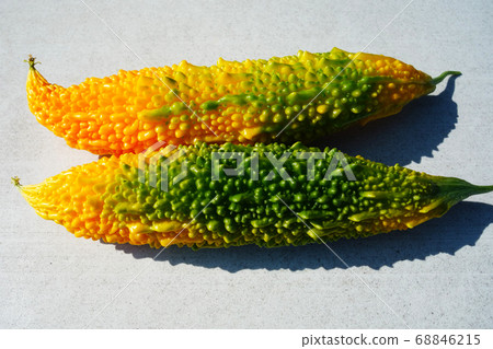 綠簾成熟的苦瓜被推遲收割 68846215