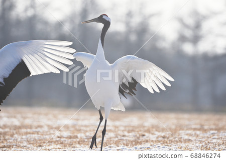 Dancing of cranes (Hokkaido, Tsurui) Dancing of cranes (Hokkaido, Tsurui) 68846274