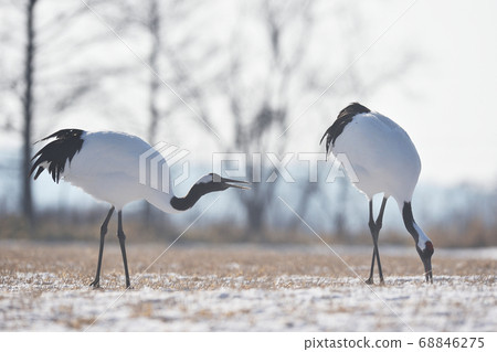 Two Japanese crane foraging (Tsurui, Hokkaido) Two Japanese crane foraging (Tsurui, Hokkaido) 68846275
