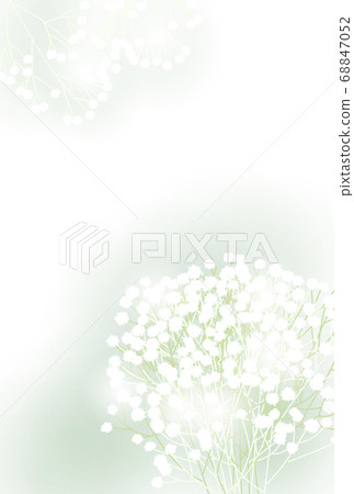 Postcard of gypsophila Vertical vector arrangement adjustable Postcard of gypsophila Vertical vector arrangement adjustable 68847052