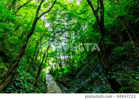 Fresh green Mihashi Kannon [Sasebo City, Nagasaki Prefecture] 68847213