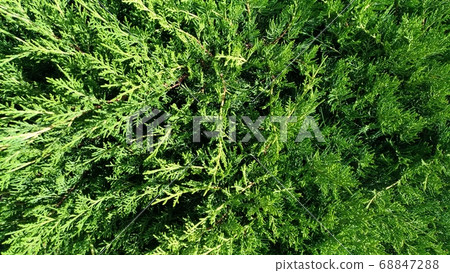 Plant from the genus of gymnosperms - thuja Plant from the genus of gymnosperms - thuja 68847288