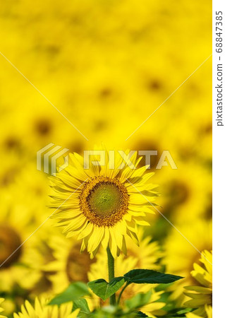 宮城縣山本町山本町的向日葵田（山本向日葵節） 68847385
