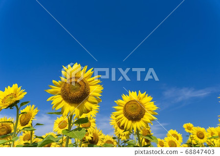 Sunflower field in Yamamoto Town (Yamamoto Sunflower Festival) Yamamoto Town, Miyagi Prefecture 68847403