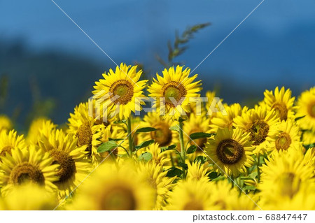 Sunflower field in Yamamoto Town (Yamamoto Sunflower Festival) Yamamoto Town, Miyagi Prefecture 68847447