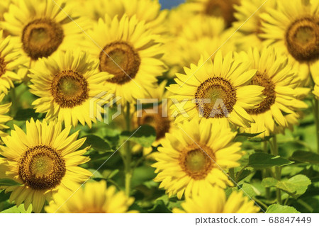 Sunflower field in Yamamoto Town (Yamamoto Sunflower Festival) Yamamoto Town, Miyagi Prefecture Sunflower field in Yamamoto Town (Yamamoto Sunflower Festival) Yamamoto Town, Miyagi Prefecture 68847449