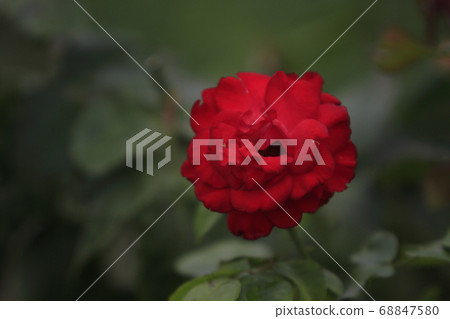 Arao City Ooyamai citizen flower bed Roses flower 68847580