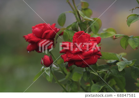 Arao City Ooyamai citizen flower bed Roses flower 68847581