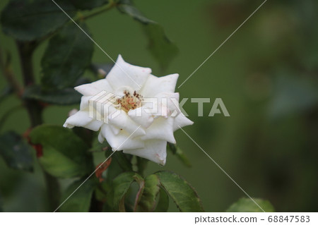 Arao City Ooyamai citizen flower bed Roses flower Arao City Ooyamai citizen flower bed Roses flower 68847583