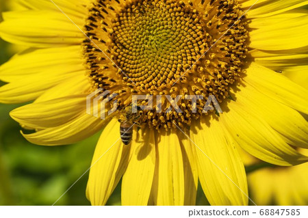 Sunflower field in Yamamoto-cho (Yamamoto sunflower festival) and bees Yamamoto-cho, Miyagi Prefecture 68847585