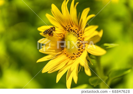 山本町（山本向日葵祭）的向日葵田和宮城縣山本町的蜜蜂 68847628