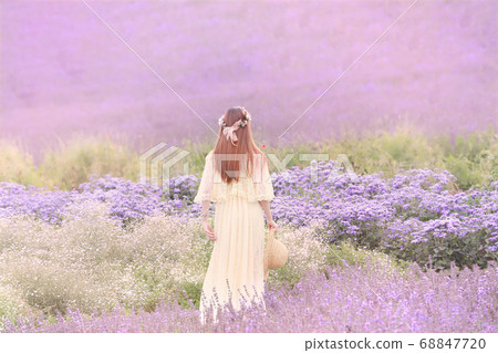 Lavender field, dusk, sunset, Furano, Hokkaido 68847720