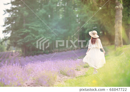 薰衣草田，黃昏，日落，富良野，北海道 68847722