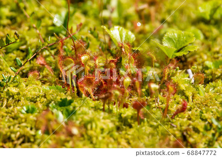 Shiga Kogen Shibuike moss moss up 68847772
