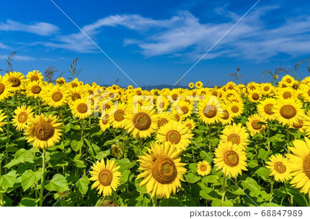 Sunflower field in Yamamoto Town (Yamamoto Sunflower Festival) Yamamoto Town, Miyagi Prefecture Sunflower field in Yamamoto Town (Yamamoto Sunflower Festival) Yamamoto Town, Miyagi Prefecture 68847989