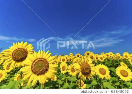 Sunflower field in Yamamoto Town (Yamamoto Sunflower Festival) Yamamoto Town, Miyagi Prefecture Sunflower field in Yamamoto Town (Yamamoto Sunflower Festival) Yamamoto Town, Miyagi Prefecture 68848002