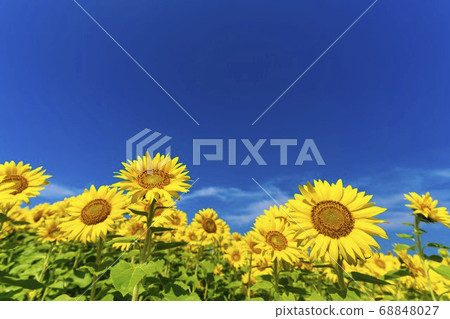 Sunflower field in Yamamoto Town (Yamamoto Sunflower Festival) Yamamoto Town, Miyagi Prefecture Sunflower field in Yamamoto Town (Yamamoto Sunflower Festival) Yamamoto Town, Miyagi Prefecture 68848027