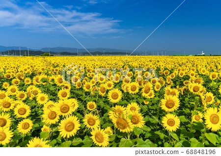 Sunflower field in Yamamoto Town (Yamamoto Sunflower Festival) Yamamoto Town, Miyagi Prefecture 68848196