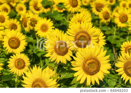 Sunflower field in Yamamoto Town (Yamamoto Sunflower Festival) Yamamoto Town, Miyagi Prefecture Sunflower field in Yamamoto Town (Yamamoto Sunflower Festival) Yamamoto Town, Miyagi Prefecture 68848203