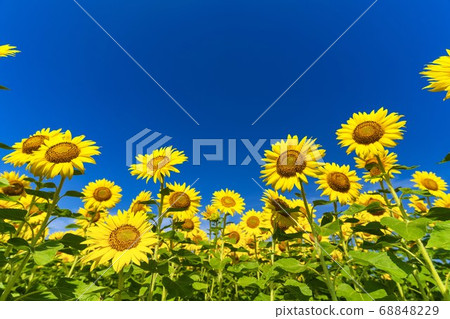 Sunflower field in Yamamoto Town (Yamamoto Sunflower Festival) Yamamoto Town, Miyagi Prefecture Sunflower field in Yamamoto Town (Yamamoto Sunflower Festival) Yamamoto Town, Miyagi Prefecture 68848229