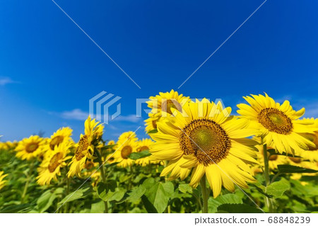 Sunflower field in Yamamoto Town (Yamamoto Sunflower Festival) Yamamoto Town, Miyagi Prefecture Sunflower field in Yamamoto Town (Yamamoto Sunflower Festival) Yamamoto Town, Miyagi Prefecture 68848239