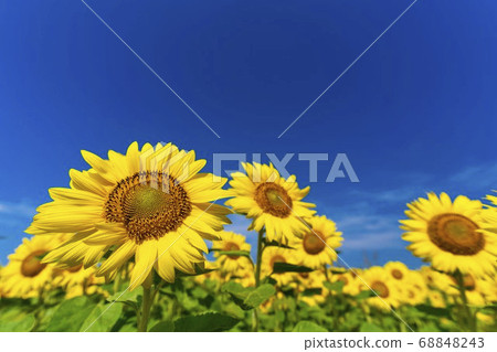 Sunflower field in Yamamoto Town (Yamamoto Sunflower Festival) Yamamoto Town, Miyagi Prefecture Sunflower field in Yamamoto Town (Yamamoto Sunflower Festival) Yamamoto Town, Miyagi Prefecture 68848243