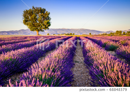 Valensole lavender in Provence, France 68848379