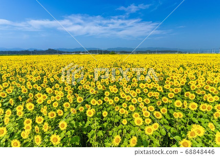 Sunflower field in Yamamoto Town (Yamamoto Sunflower Festival) Yamamoto Town, Miyagi Prefecture Sunflower field in Yamamoto Town (Yamamoto Sunflower Festival) Yamamoto Town, Miyagi Prefecture 68848446