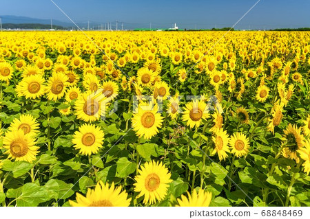 Sunflower field in Yamamoto Town (Yamamoto Sunflower Festival) Yamamoto Town, Miyagi Prefecture Sunflower field in Yamamoto Town (Yamamoto Sunflower Festival) Yamamoto Town, Miyagi Prefecture 68848469