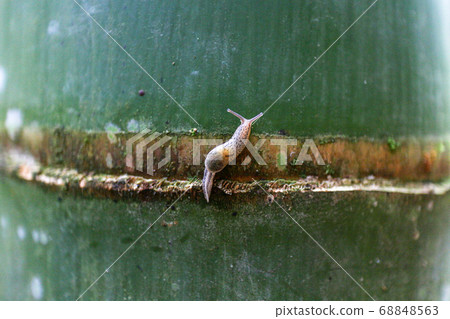 自然的生物 68848563