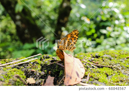 Yellow butterfly standing on dead leaves Yellow butterfly standing on dead leaves 68848567