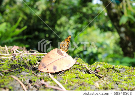 Yellow butterfly standing on dead leaves Yellow butterfly standing on dead leaves 68848568