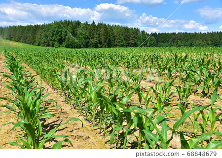 Young corn plants in a field. Maize or sweetcorn plants background. Cornfield texture Young corn plants in a field. Maize or sweetcorn plants background. Cornfield texture 68848679