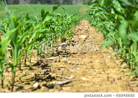 Young corn plants in a field. Maize or sweetcorn plants background. Cornfield texture Young corn plants in a field. Maize or sweetcorn plants background. Cornfield texture 68848680