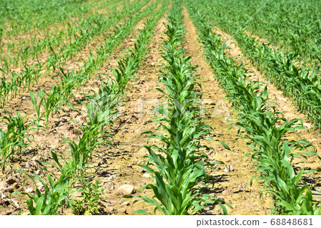 Young corn plants in a field. Maize or sweetcorn plants background. Cornfield texture 68848681