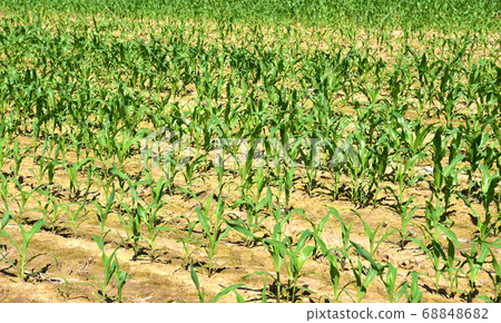 Young corn plants in a field. Maize or sweetcorn plants background. Cornfield texture Young corn plants in a field. Maize or sweetcorn plants background. Cornfield texture 68848682