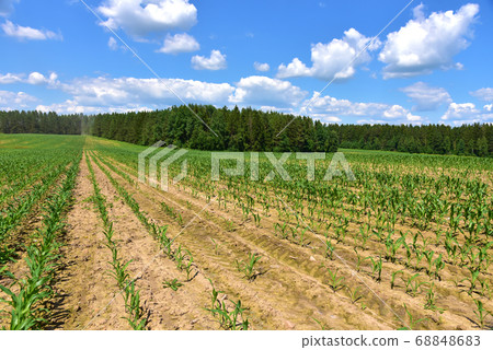 Young corn plants in a field. Maize or sweetcorn plants background. Cornfield texture 68848683